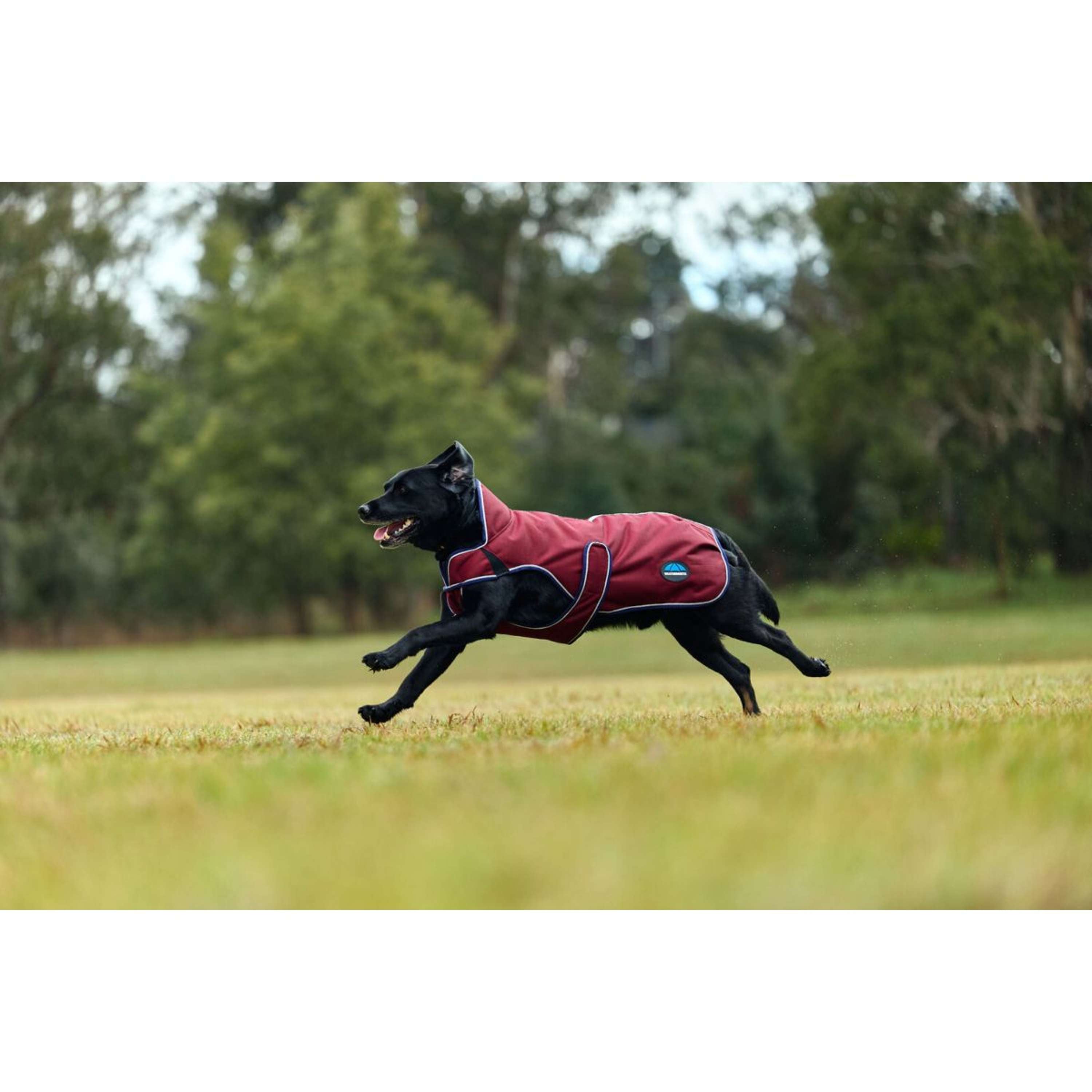 WeatherBeeta Hondendeken ComFiTec Premier Deluxe Waterproof Burgundy/N