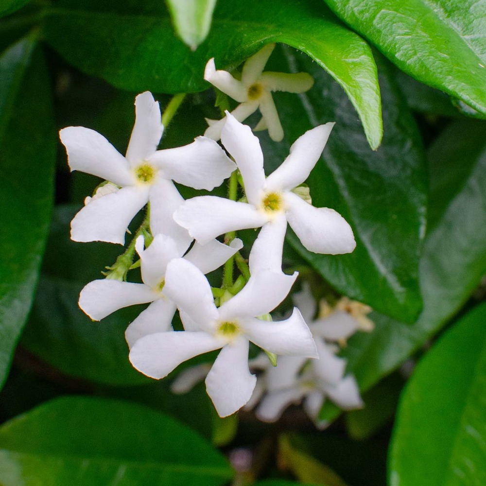 3x trachelospermum jasminoides – jasmin de toscane – plante grimpante – rustique – ⌀9 cm - ↕15-20 cm