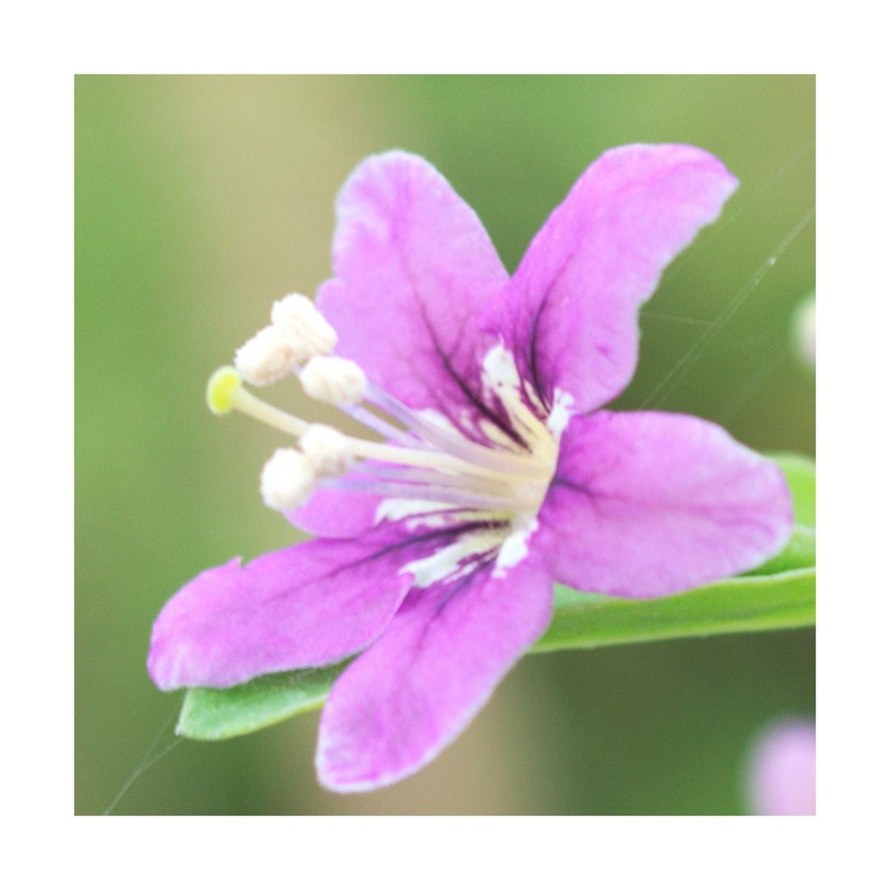 Baie de goji barbarum/lycium barbarum[-]godet - 5/10 cm