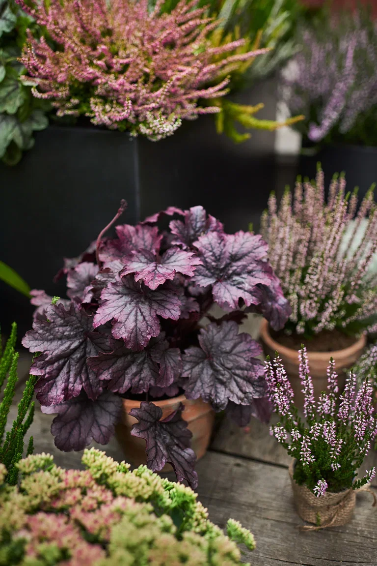 Heuchera Purple Alunrot Ø15 cm