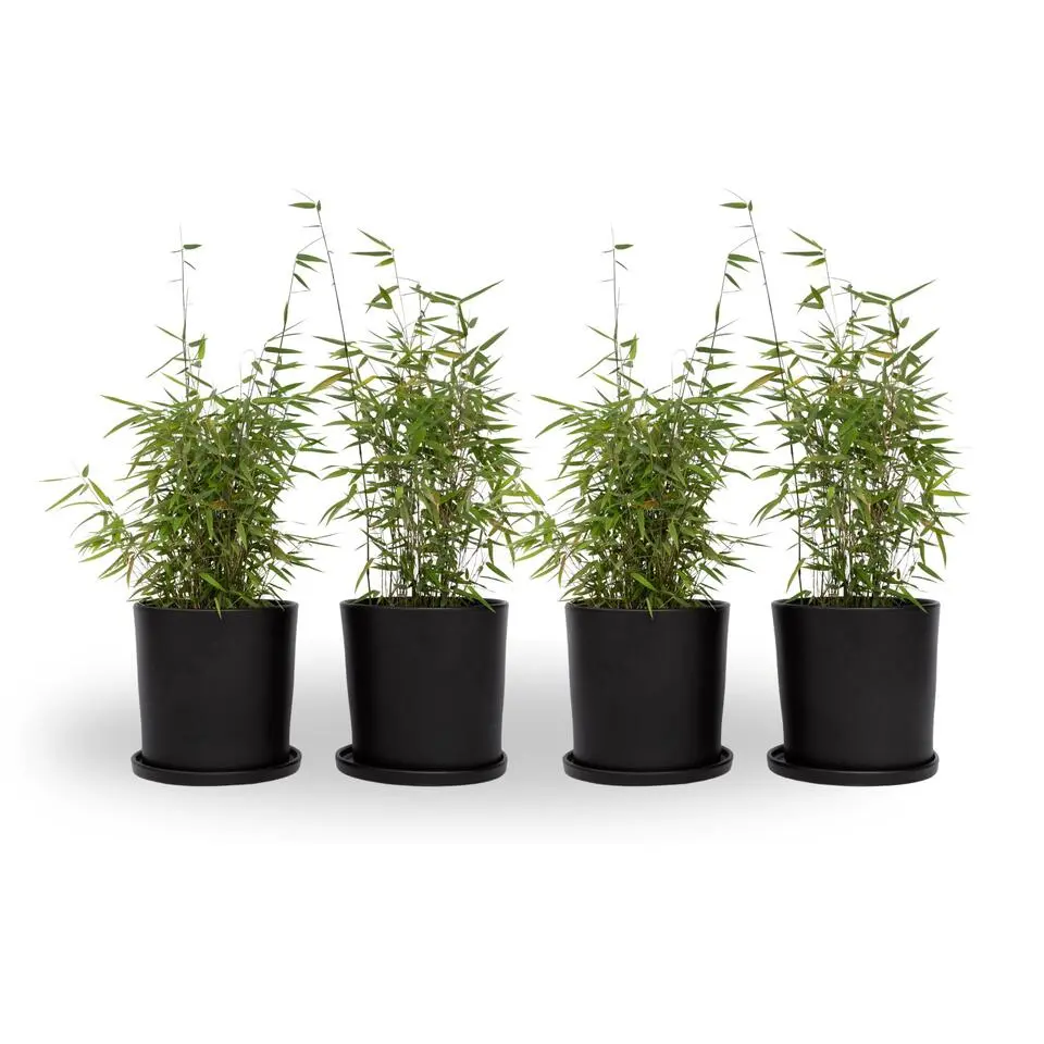 Bamboe - Set van 4 - Fargesia nitida 'Red Dragon' - Hoogte 50-70cm - ⌀17cm