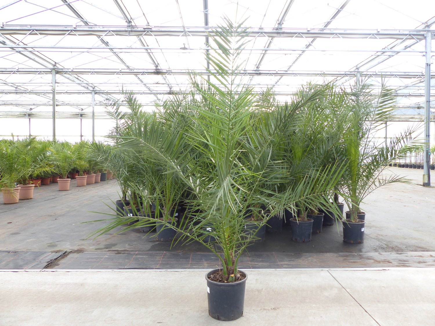 Palmboom 160-180 cm, Phoenix canariensis, Canarische dadelpalm, sterke palmen, premium kwaliteit