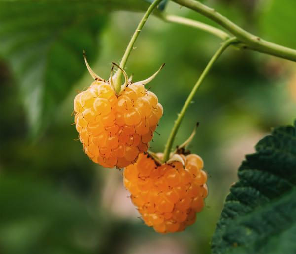 Bio Himbeere 'Autumn Amber®'