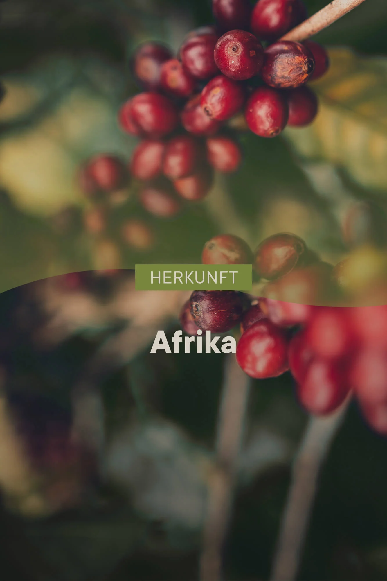 roastmarket Bio Blend Vorteilspaket 6kg