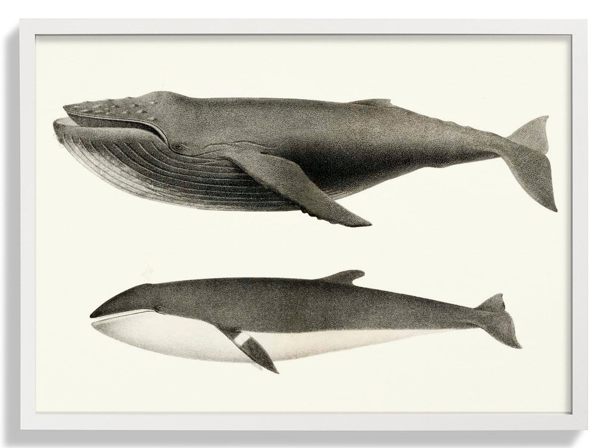Weiße Wale und Orcas