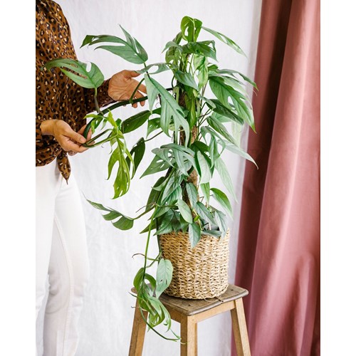 Epipremnum pinnatum cebu blue