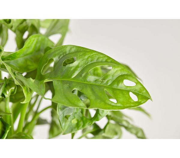 Fensterblatt - Monstera adansonii, Ampel