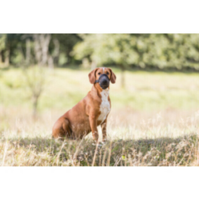 Protection anti intoxication noire en polyester Trixie pour chien