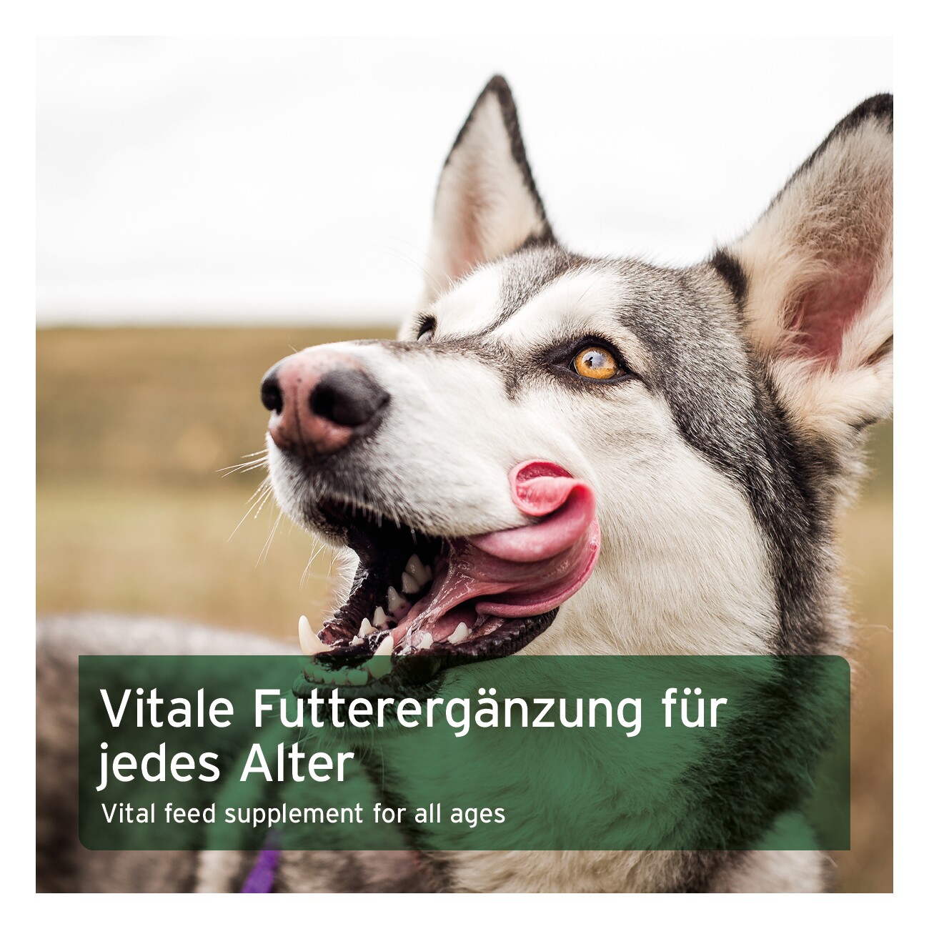 AniForte BARF-Line Kartoffelflocken 1kg