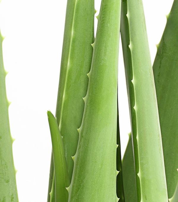 Echte Aloe - Aloe vera