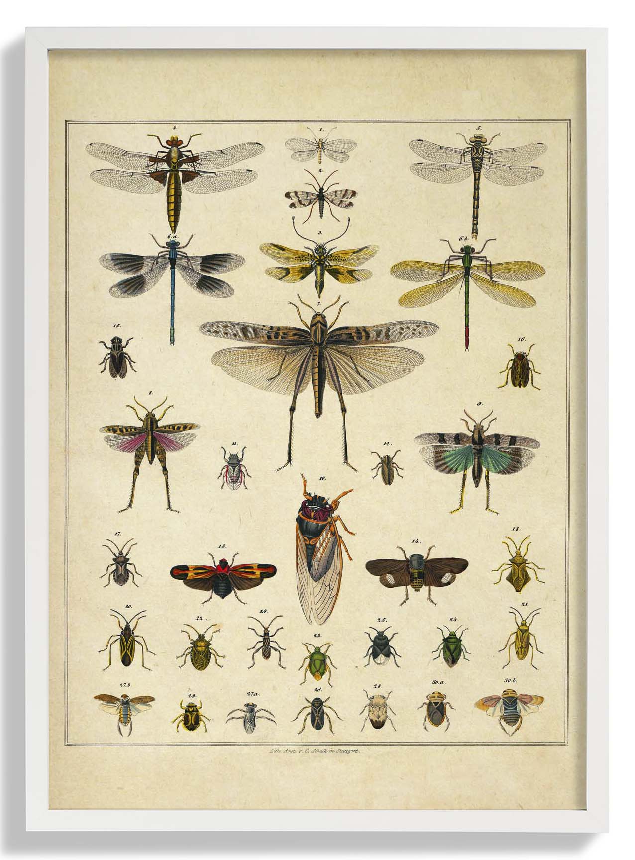 Insekten von Oken