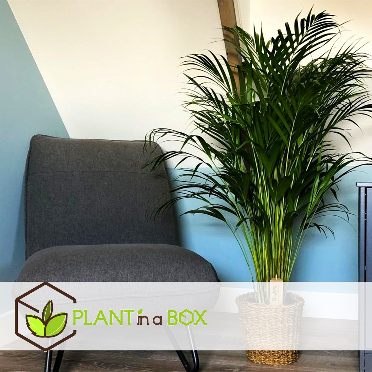 Dypsis lutescens - areca gold palm - pot 21cm - hauteur 100-120cm