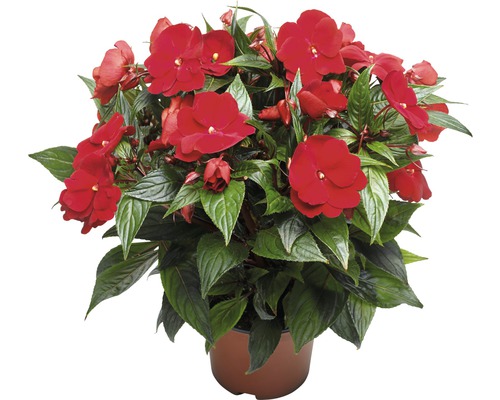 Impatiens Nieuw-Guinea (FloraSelf) Ø 13 cm pot