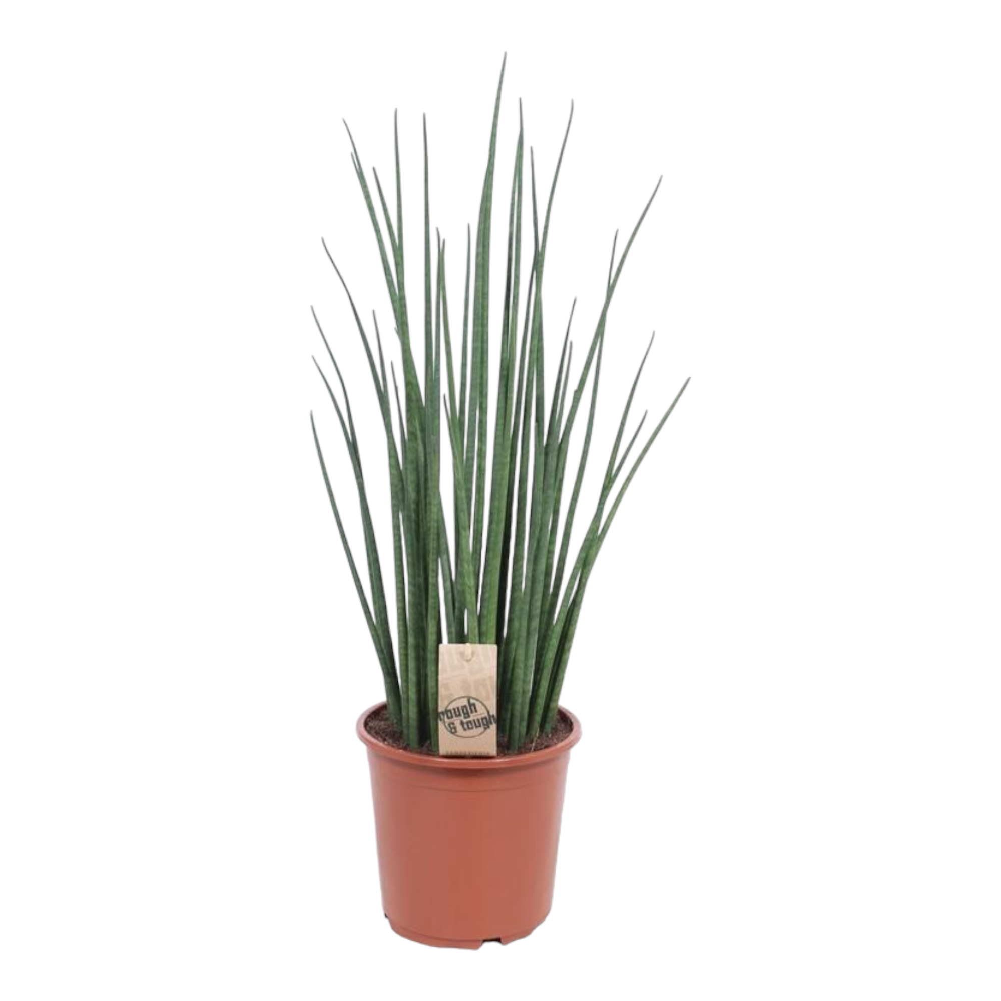 Plante d'intérieur - sansevieria mikado 70cm