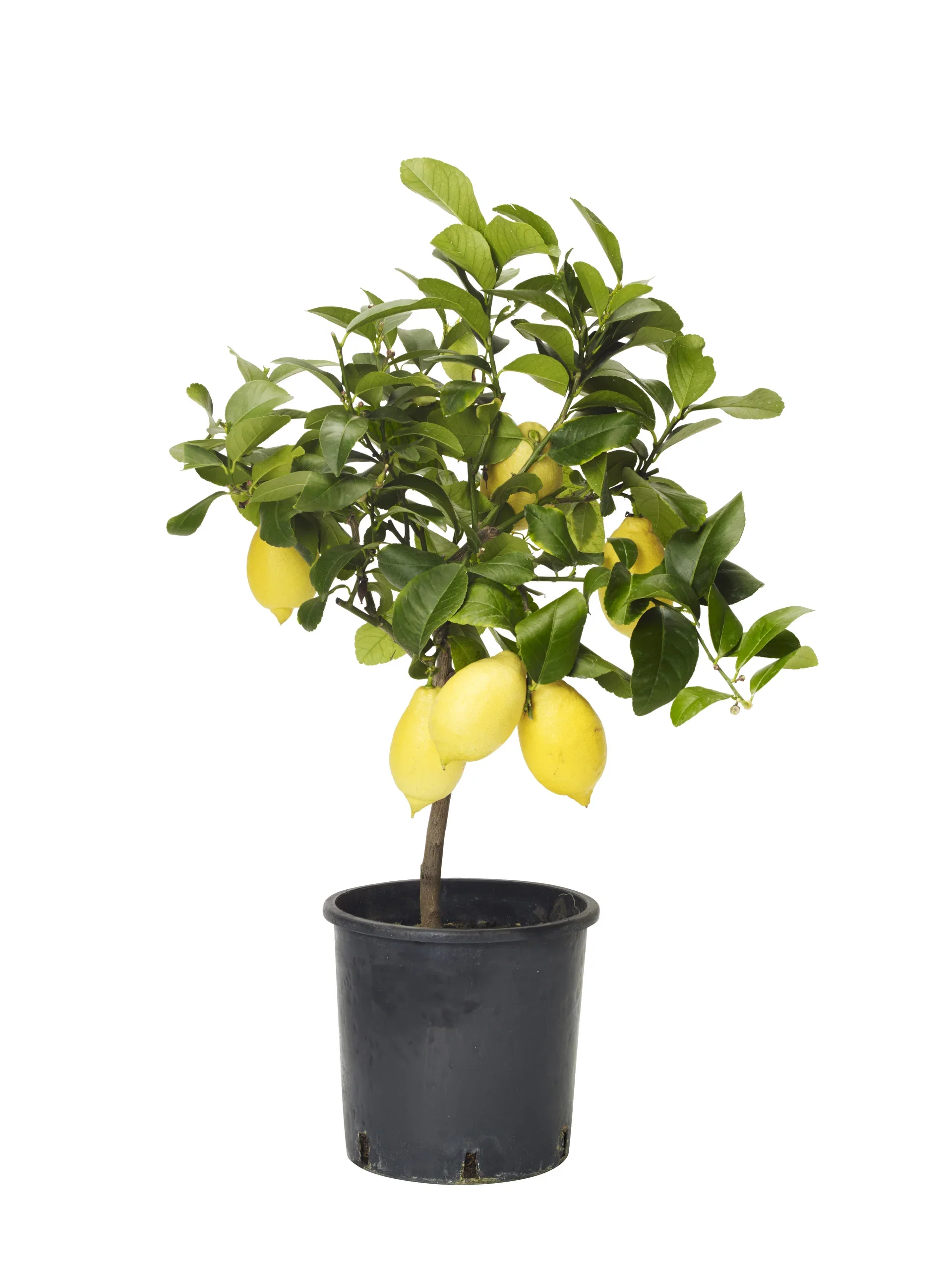 Citrus x limon Sitron på stamme Ø22 cm