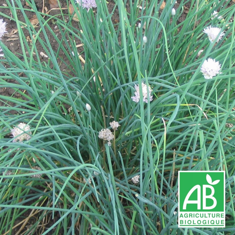 Ciboulette bio/allium schoenoprasum[-]godet