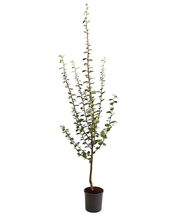 Apfelquitte