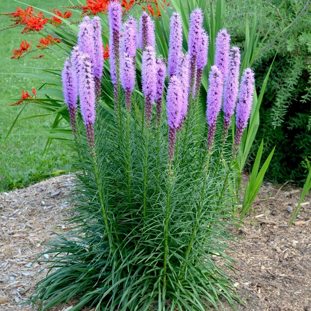 Liatris spicata Akssyleblomst Ø11 cm