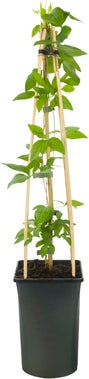 Bosrank (Clematis 'Pernille') D 16 H 75 cm