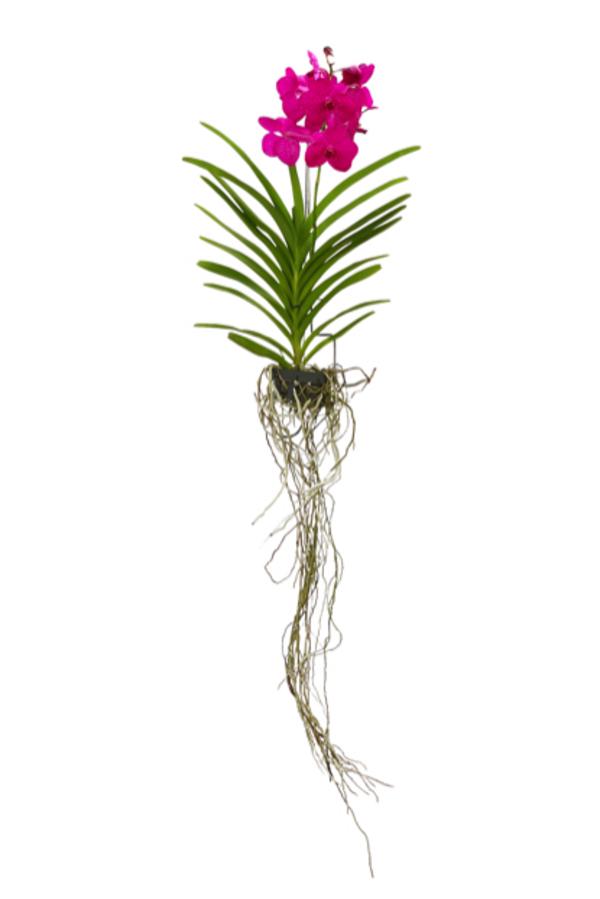 Vanda-Orchidee - Vanda cultivars, inkl.