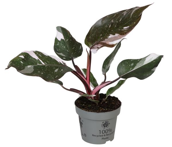 Baumfreund - Philodendron 'Red Anderson'