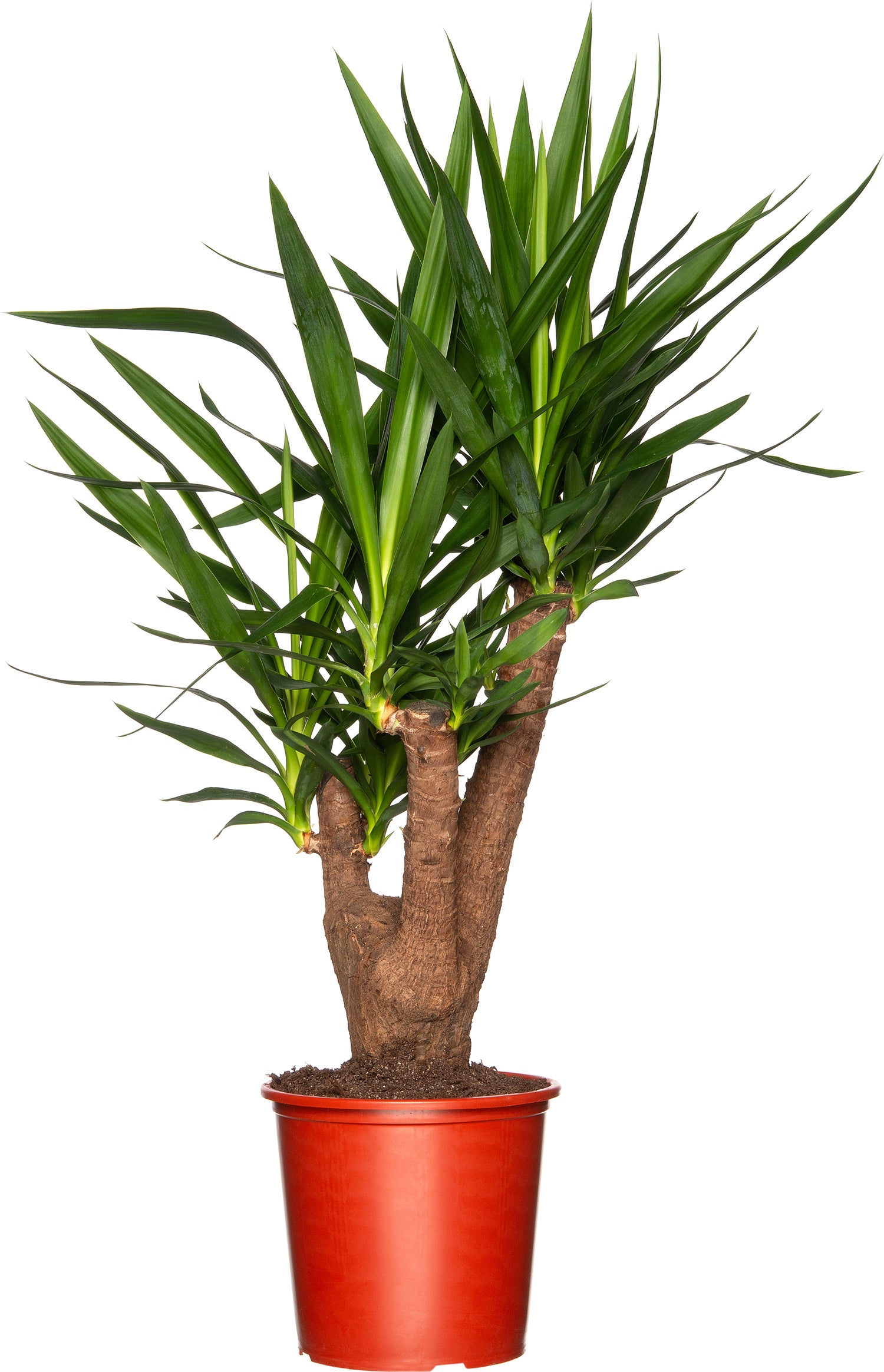 Yucca (Yucca elephantipes) D 24 H 80 cm