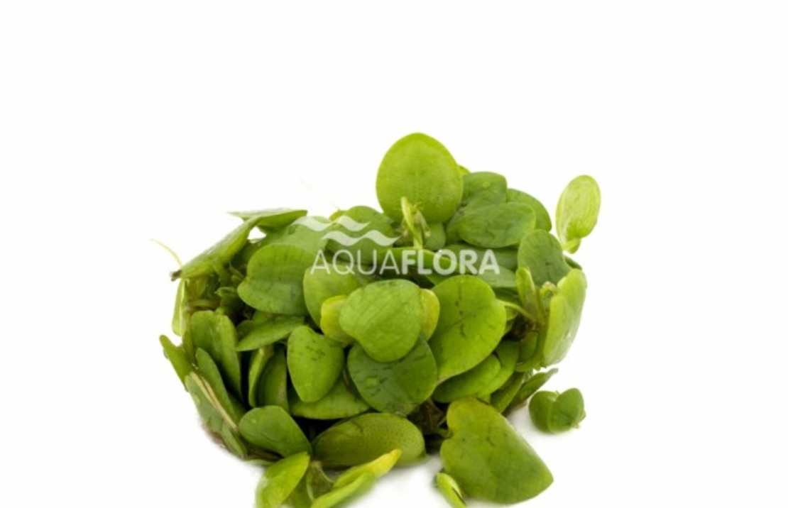 Waterplant Limnobium Laevifolium - Drijfplant in bakje
