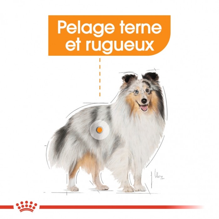 Royal Canin Coat Care - Pâtée pour chien