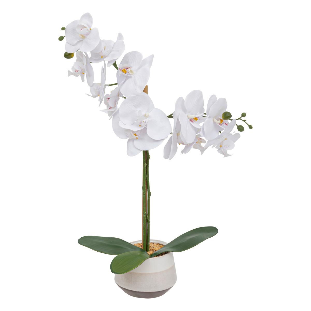 ORCHIDE POT CERAMIQUE CLERA H.52CM