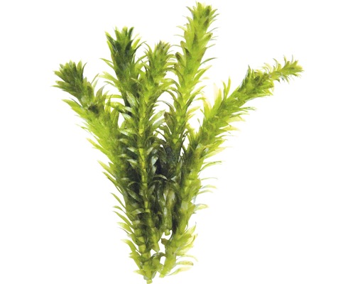 Dichtbladige waterpest - Egeria densa Special