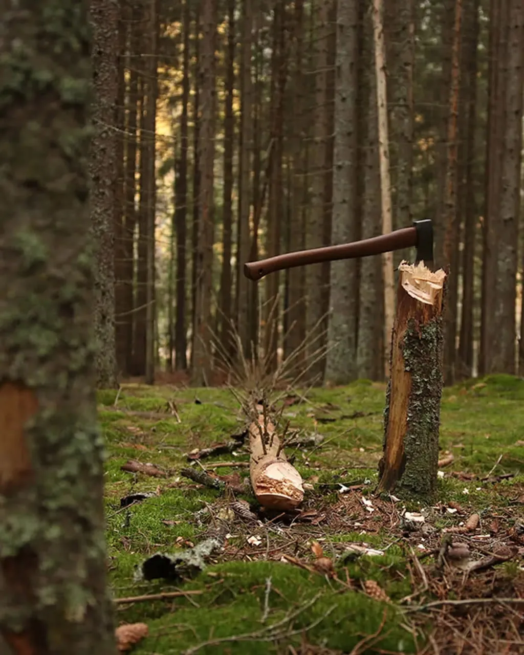Øyo Skogsøksa 26