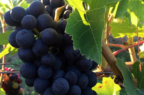Online Weinprobe