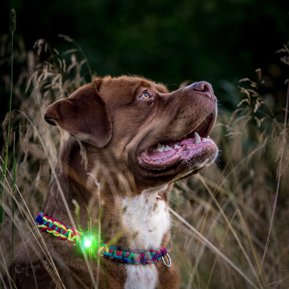 Orbiloc Sicherheitslicht Dog Dual Green