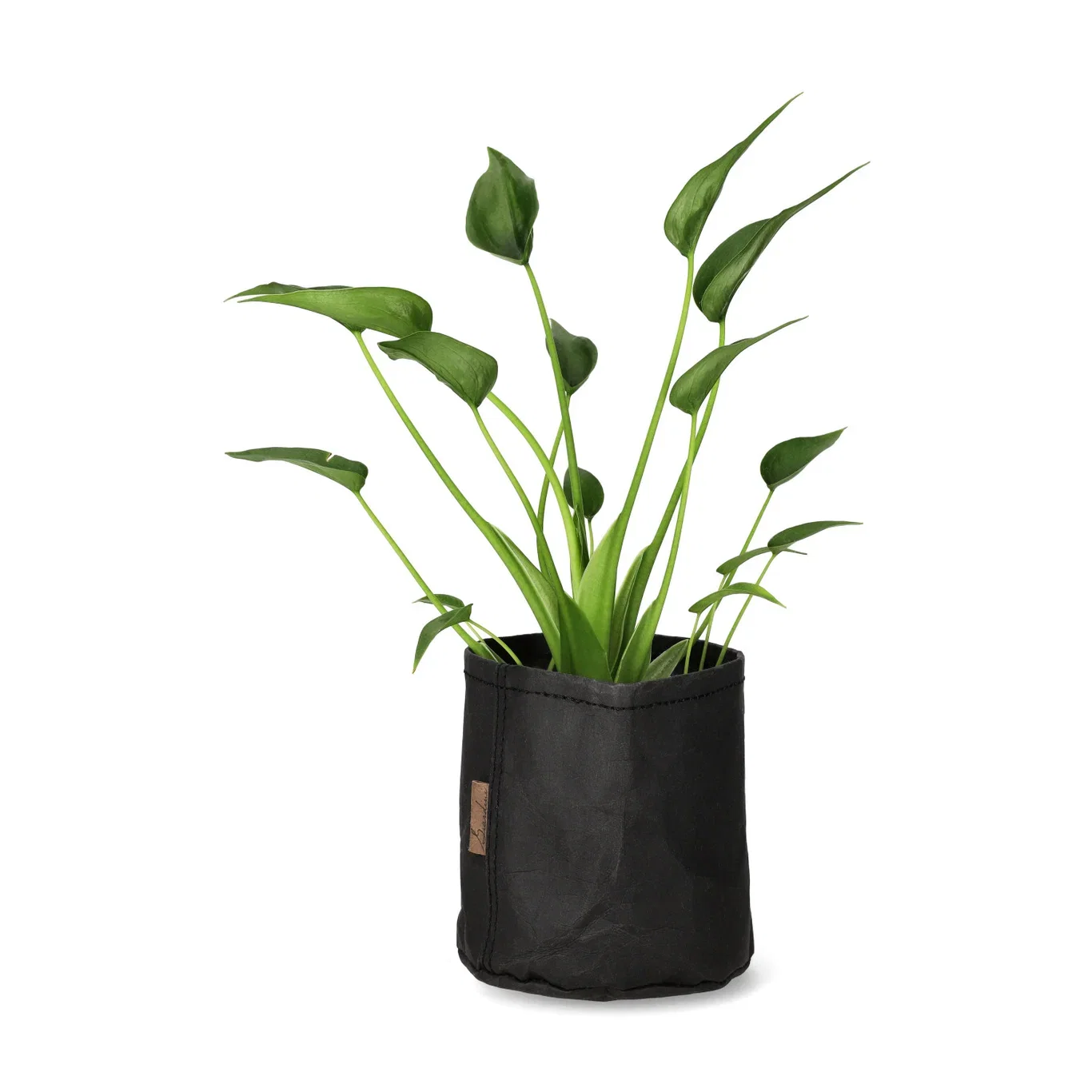 Alocasia 'Tiny Dancer' Alocasia 'Tiny Dancer' Høyde 35 cm