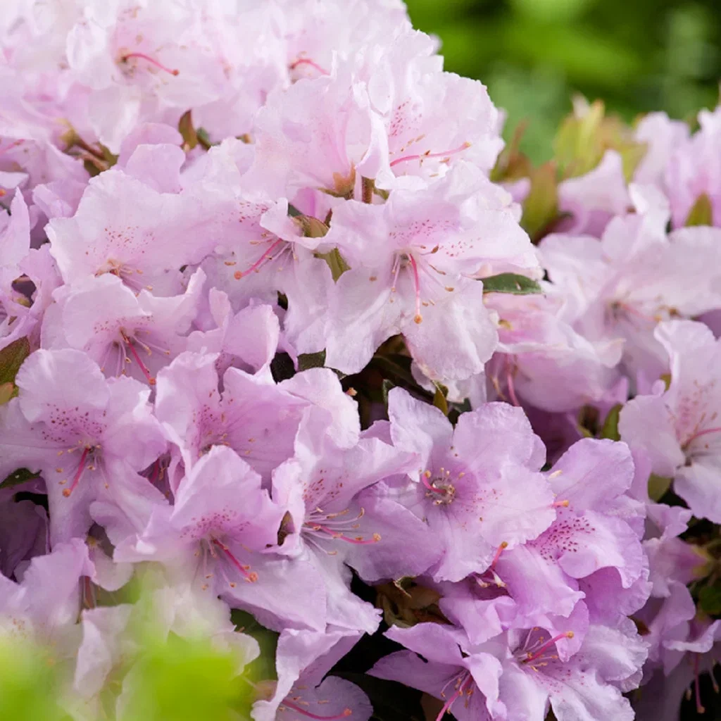 Rhododendron (Calostrotum-Group) 'Robert Seleger' Rododendron 'Robert Seleger' Ø17 cm