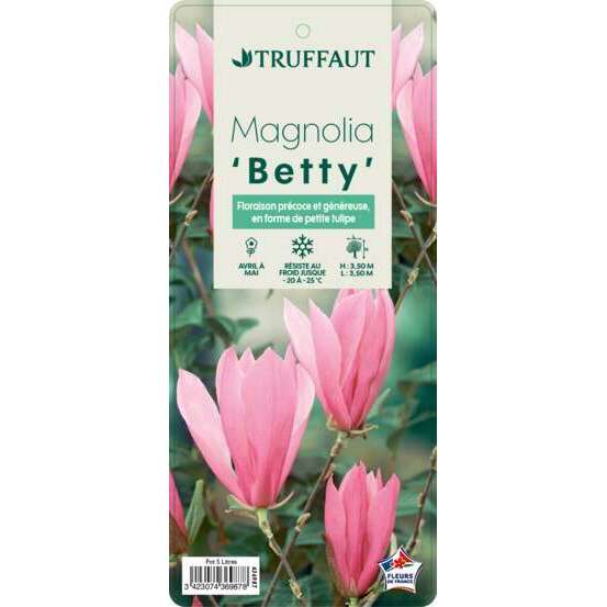 Magnolia x Betty : conteneur rond carré de 5 L