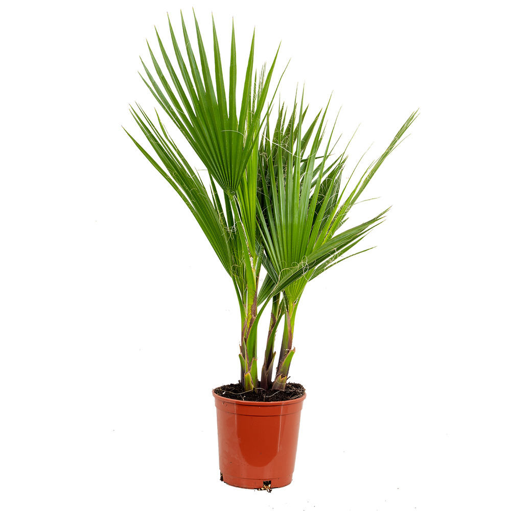 Washingtonia robusta - palmier mexicain - palmier - rustique – ⌀17 cm – ↕60-75 cm