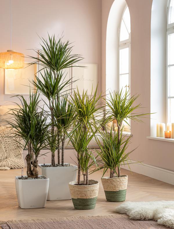 Drachenbaum - Dracaena fragrans 'Lemon Lime'