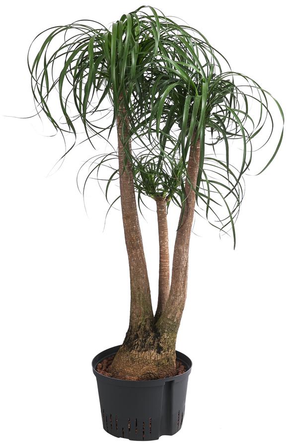Elefantenfuß - Beaucarnea recurvata,