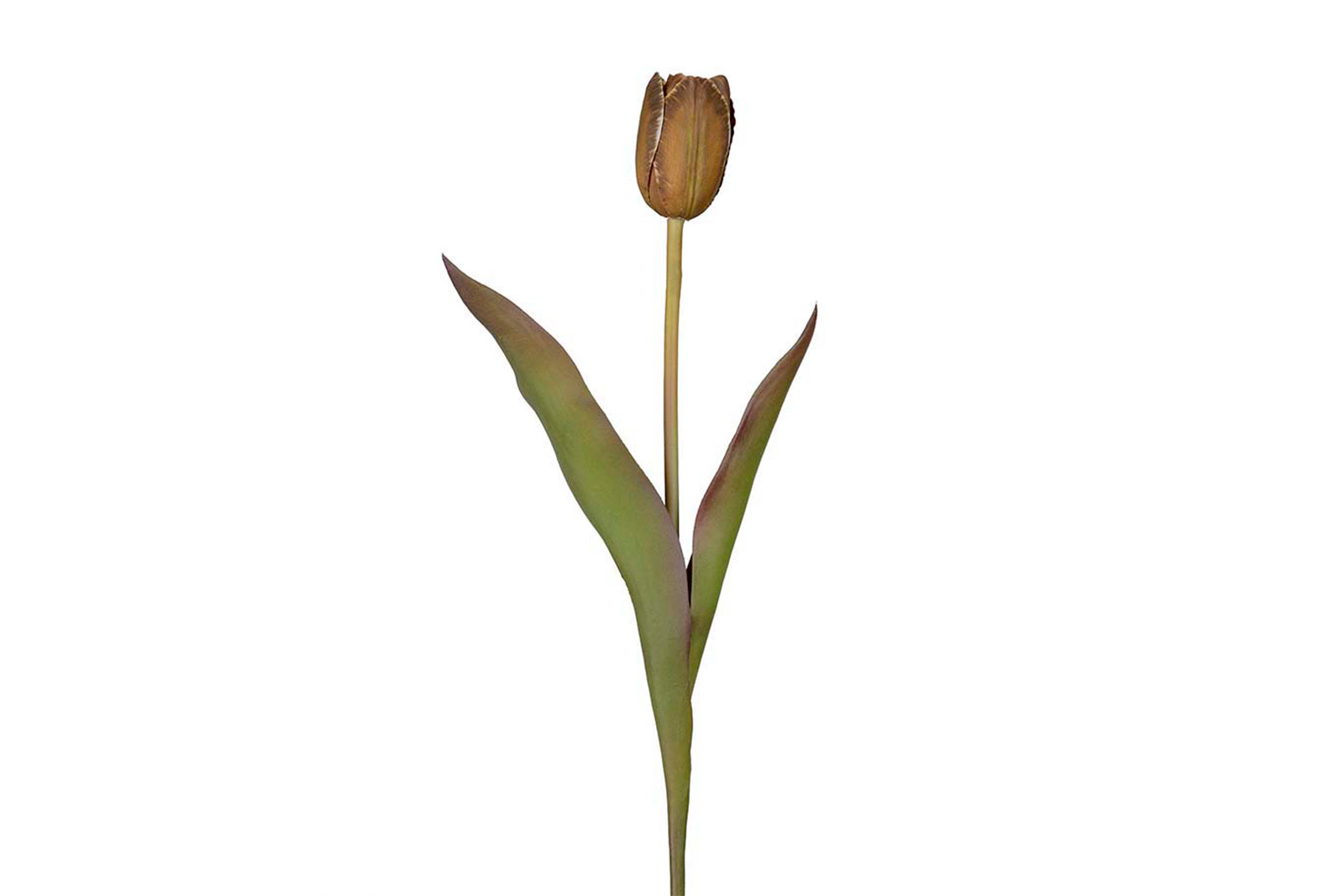 Tulipan stilkblomst Brun. H58 cm