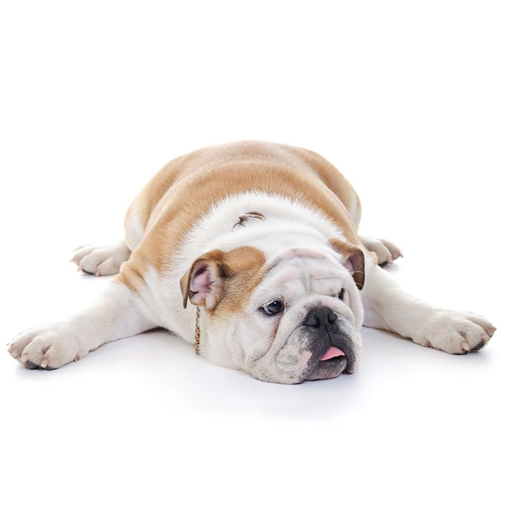 CME Stressless Dog