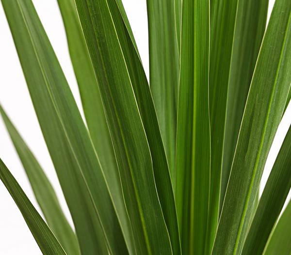 Keulenlilie - Cordyline australis