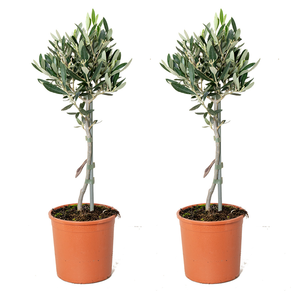2x olea europaea - olivier sur tronc - arbre méditerranéen - rustique – ⌀14 cm - ↕40-50 cm