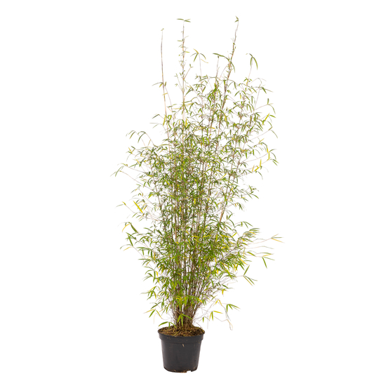 Bambou non-traçant fargesia angustissima - pot de 5 L