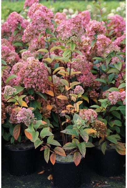 Pluimhortensia (Hydrangea paniculata 'Sundae Fraise') H 40-50 cm