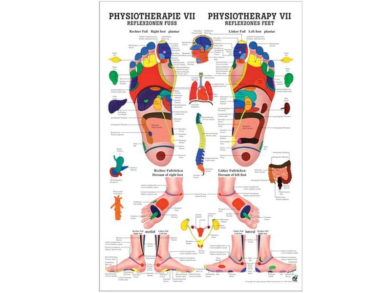 Rüdiger Anatomische Lehrtafel Reflexzonen Fuss Deutsch/Engl Anatomische Lehrtafel – Reflexzonen Fuss
