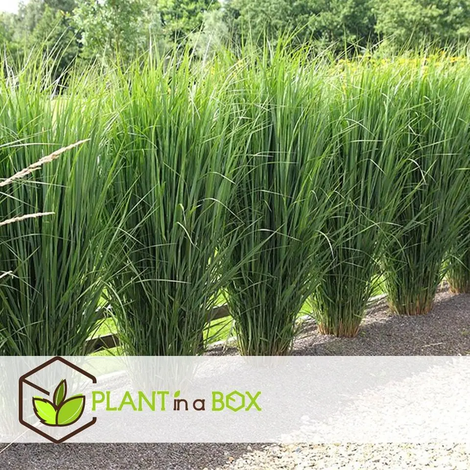 Vingergras - Panicum virgatum 'Northwind' - Hoogte 40-60cm - ⌀23cm