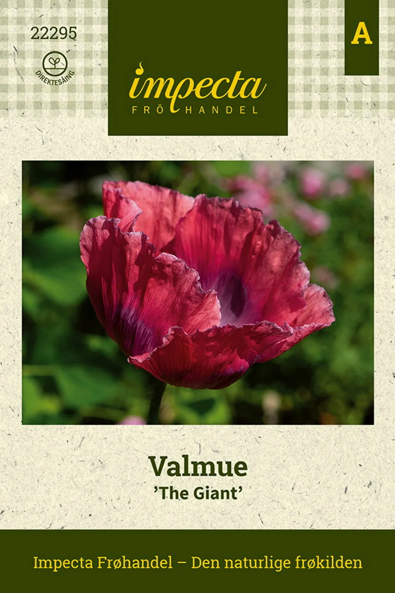 Papaver somniferum 'The Giant' Valmue 'The Giant'