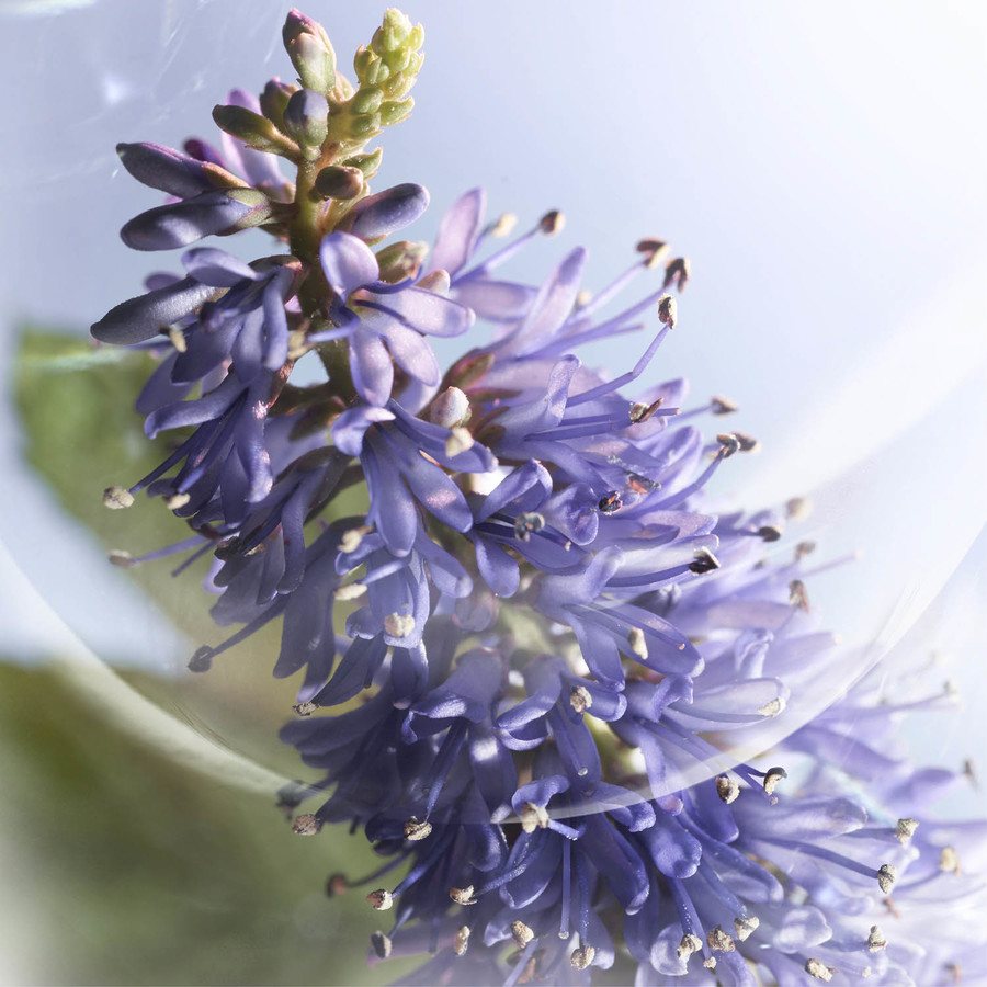 Lancôme La Vie Est Belle Iris Absolu Eau De Parfum 30ml