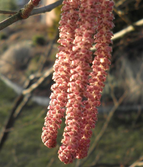 Haselnuss 'Rote Zellernuss'